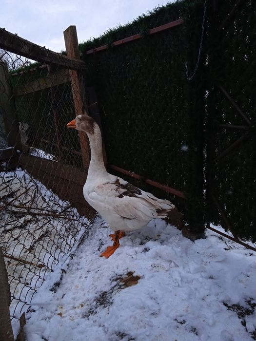 Гусь, гуси, гусак та гусиня породи Лінда