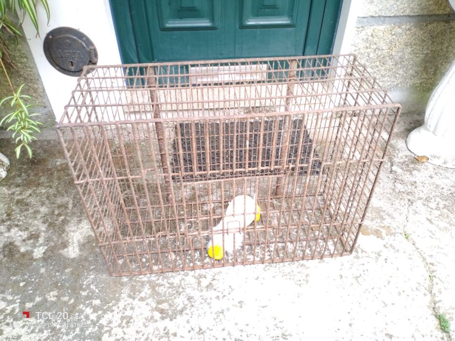 Transportadora de Animais