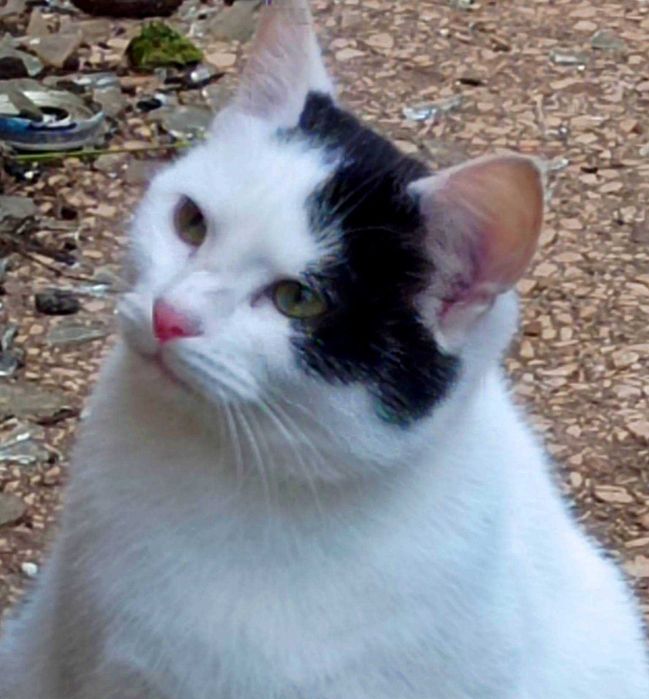 Котикам підліткам потрібні родини