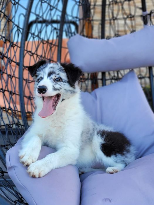 Border Collie  piesek 5 miesięcy