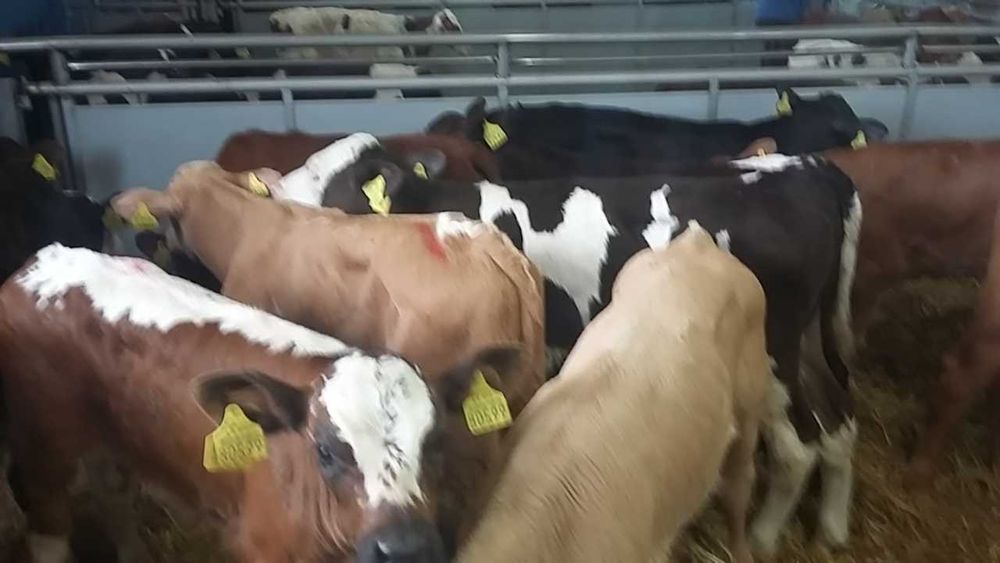 Byczki miesne cielaki Osiny