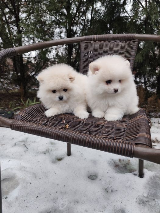 Гарненькі Дівчатка Міні!