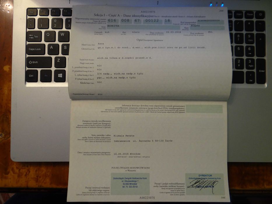 Sprzedam klacz rasy śląskiej - BONITA