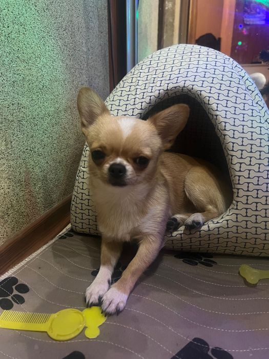 Хлопчик чихуахуа міні