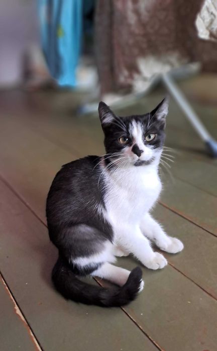 Любчик - ласкавий та грайливий котик