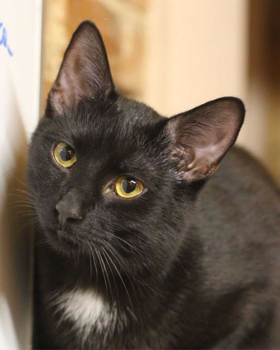 Złotooki BOGDAN wciąż wypatruje domu