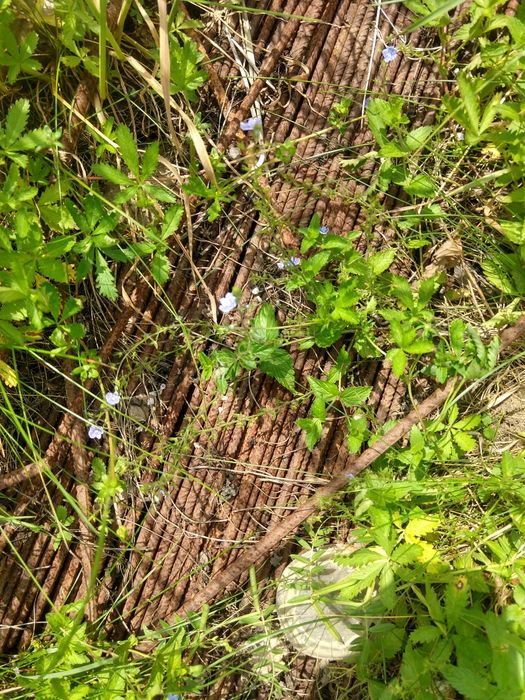 Stal  zebrowana fI 6,810