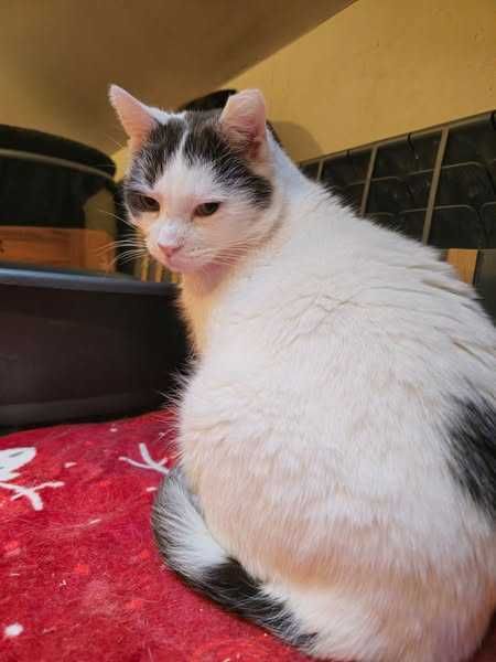 Oddam kota - Dante szuka domu.