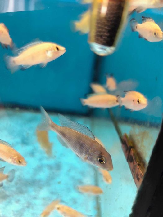 cidlideos africanos 4-6cm ler descrição