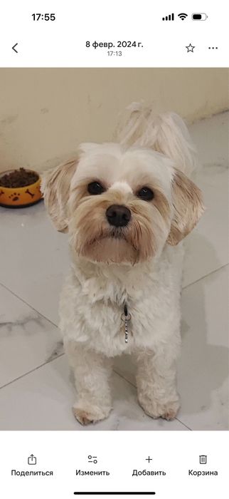 Вʼязка кобеля мальтіпу