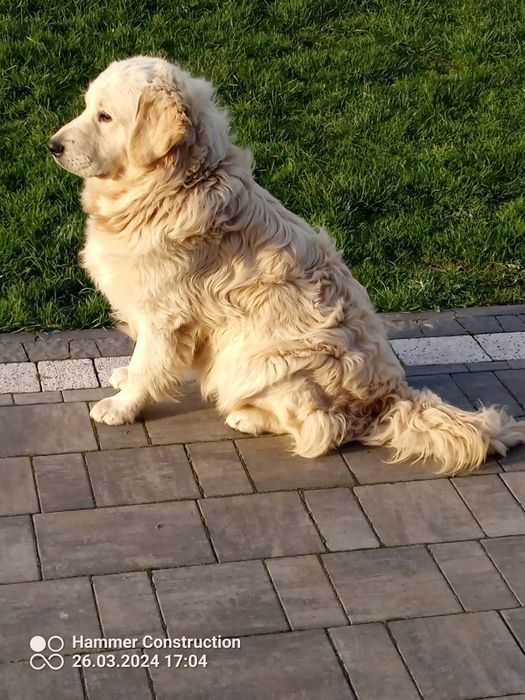 Szczenieta Golden Retrivier