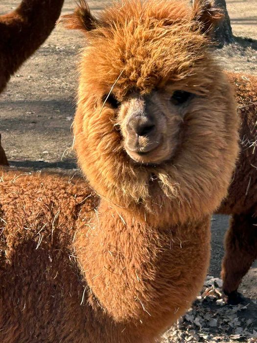 Aplaki 2 Samice i Samiec