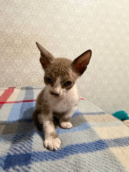 Продам кошенят донського сфінкса