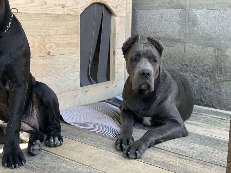 Будка для вашого улюбленця