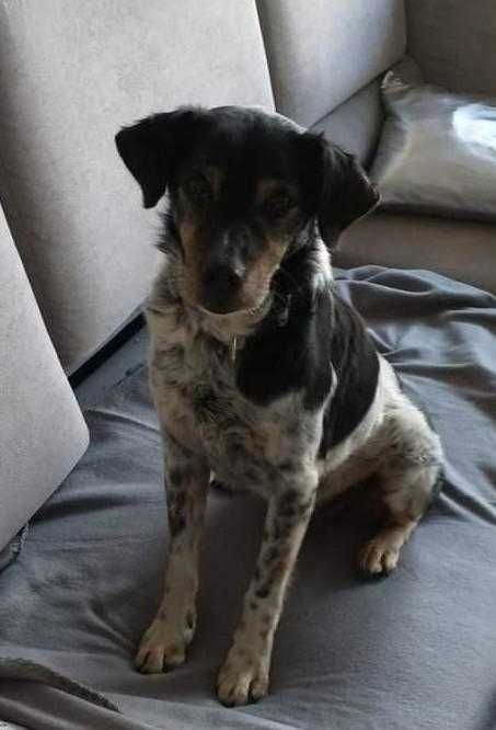 Piesek szuka domku..