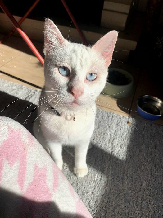 Gata "Lua" para adoção