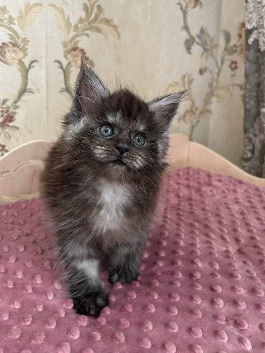 Мейн кун девочка