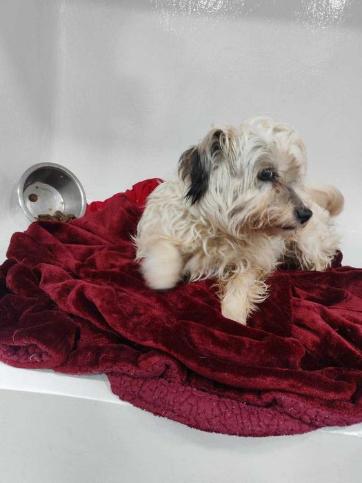 Cadela porte pequeno para adoção responsável