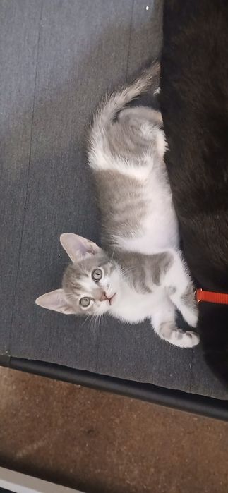 3 Gatinhos Machos Bebés para Adoção (Nascidos a 10/05/2026)