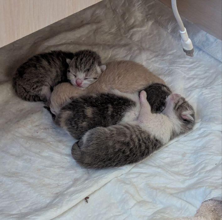 Терміново шукаємо дім для цих кицюнь