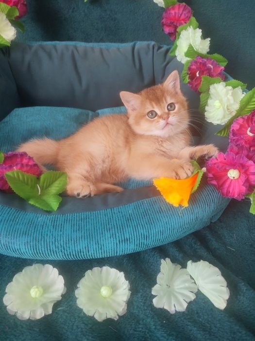 Британская золотая шиншилла, котёнок британец