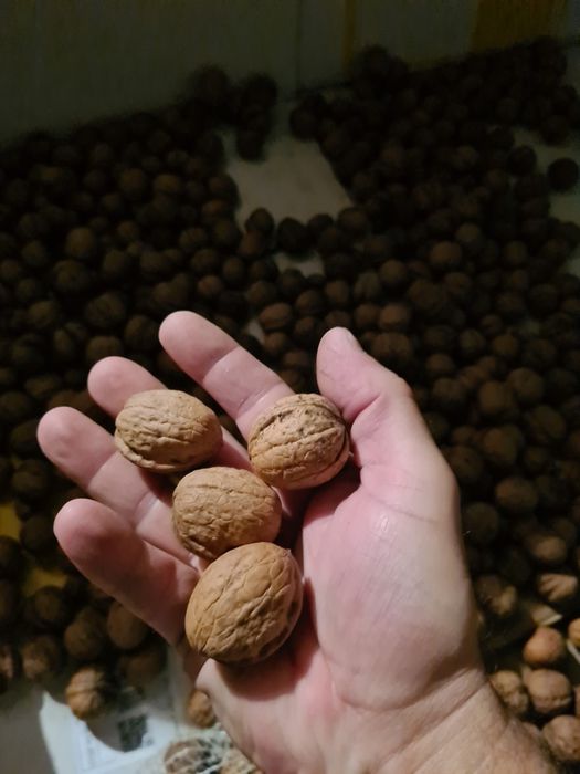 Orzechy włoskie zbiór 2024 rok