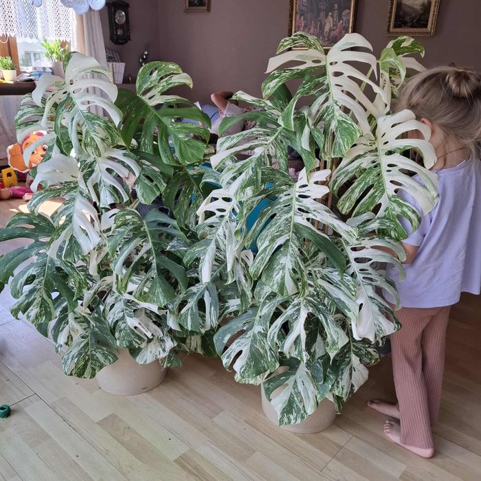 Monstera Variagate