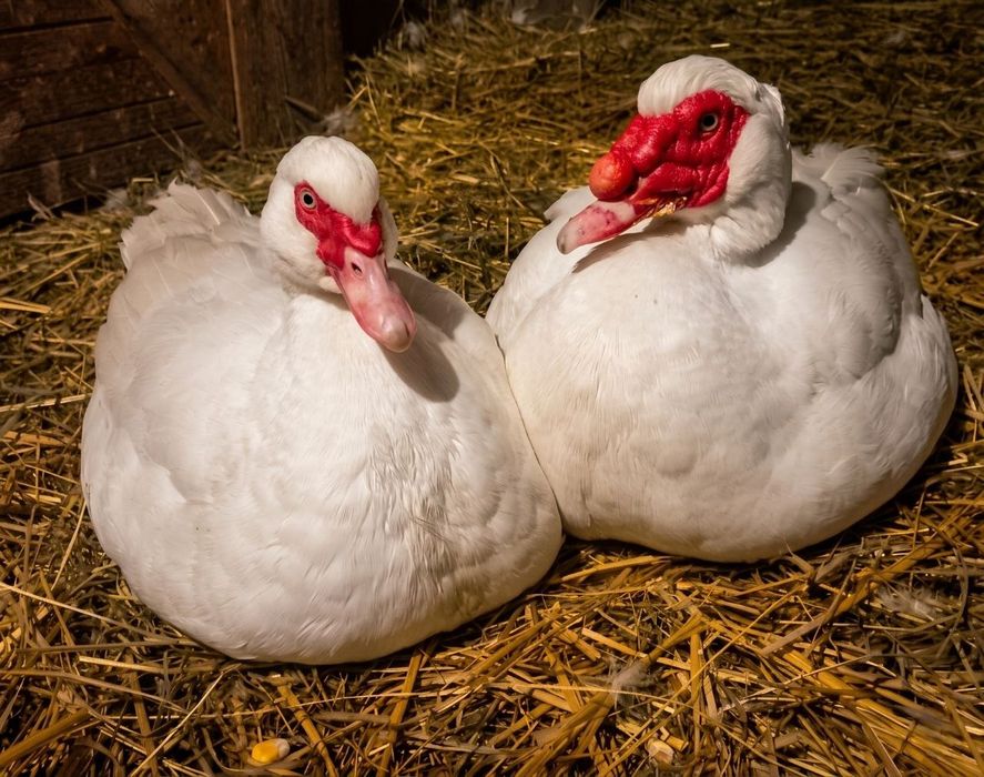 Інкубаційні яйця мускусних індокачок німецької лінії.