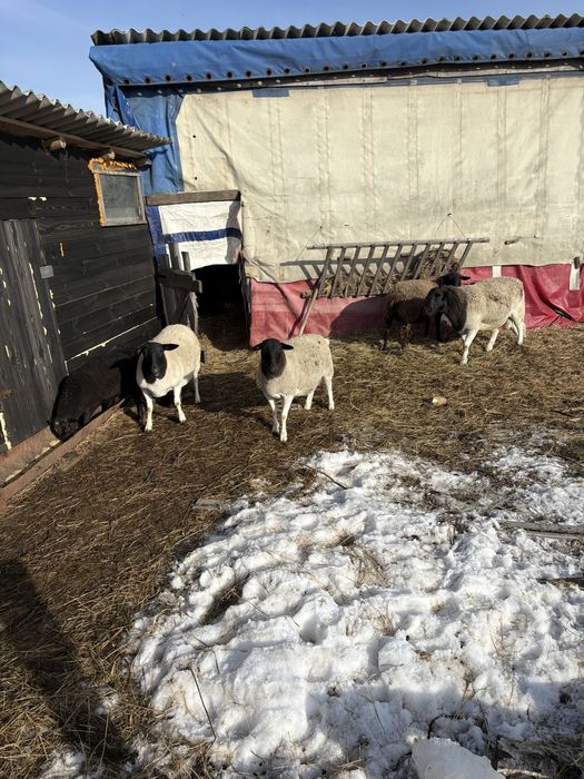 Вівці,ягнята.Продам дорпер чисто кровкі