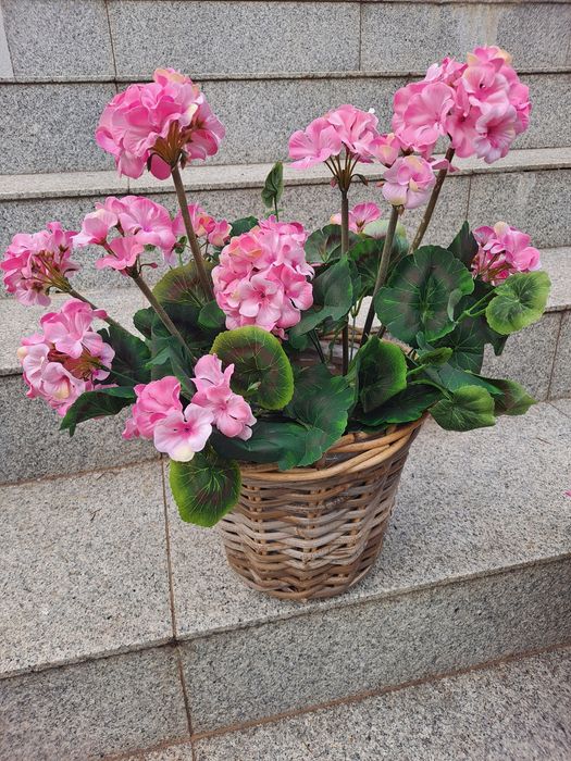 Pelargonie w koszu wiklinowym sztuczne.