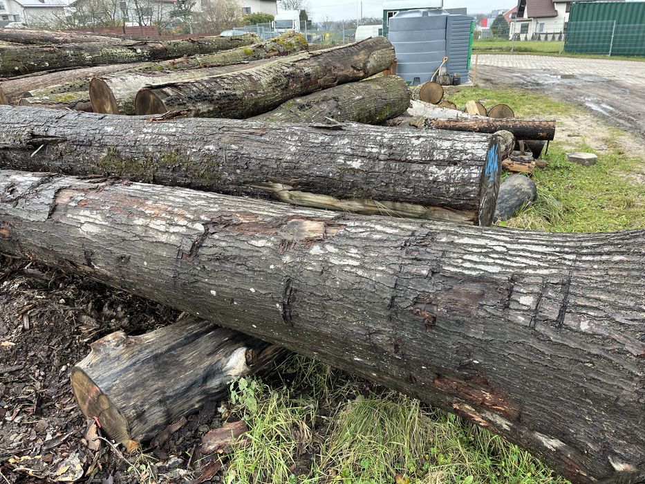 Dąb Czerwony tartaczny