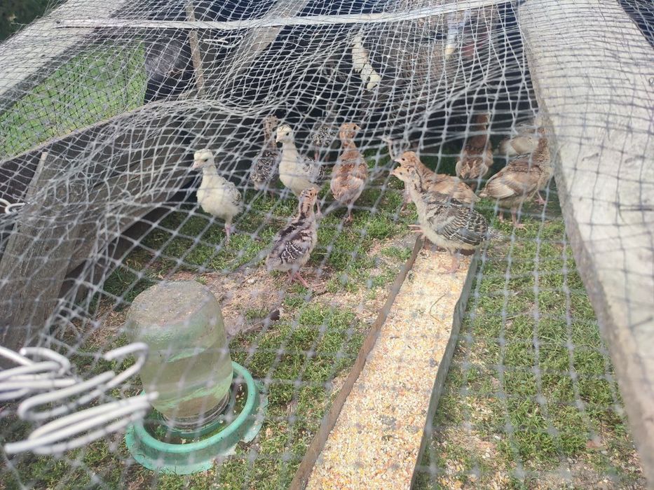 Продаю маленьких індиків