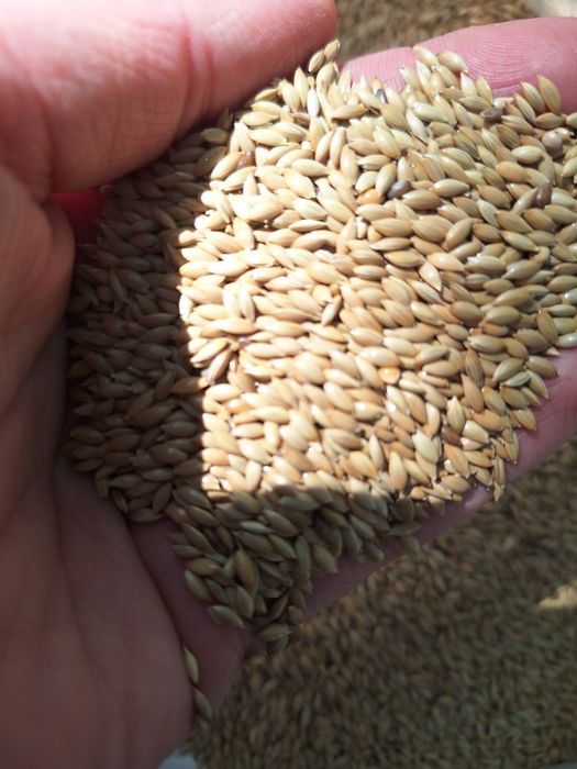 Kanar 5 kg. Pokarm.dla.papug