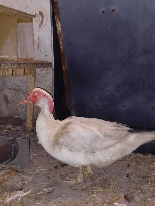 Kaczki piżmowe/francuskie cena za całość