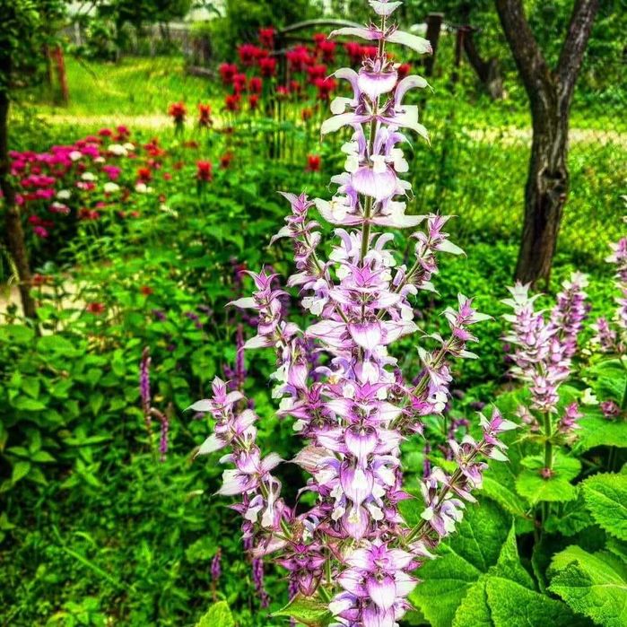 Саджанці шавлії. 6 видів