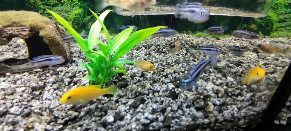 Pyszczaki Maingano Yellow Fire fish