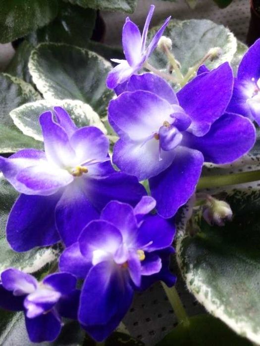 Міні та напівміні фіалки