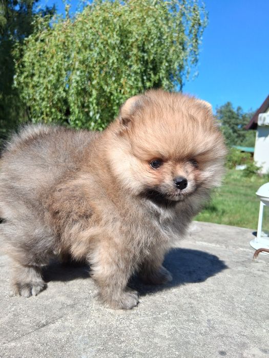 Pomeranian szpic miniatura