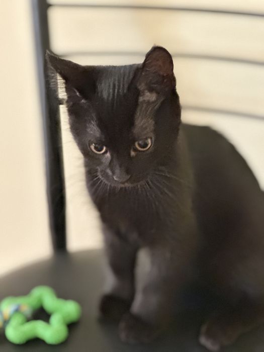 Два курносики котики