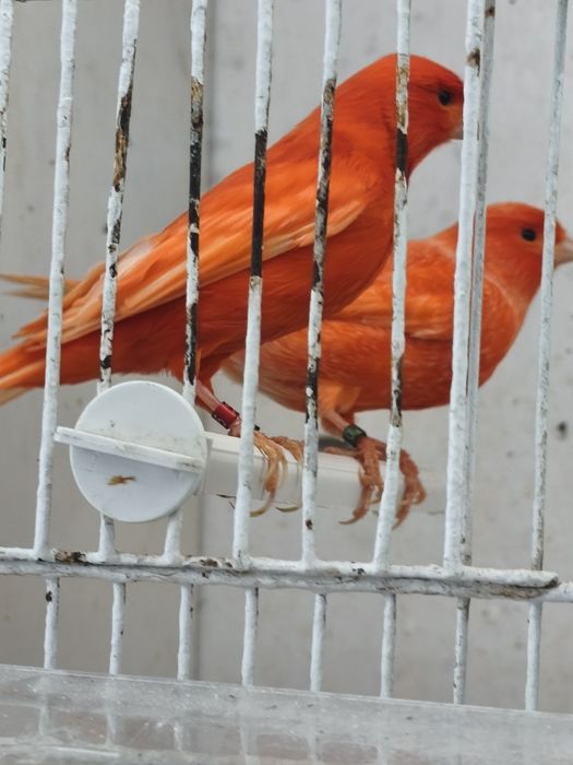 Canários para despensar