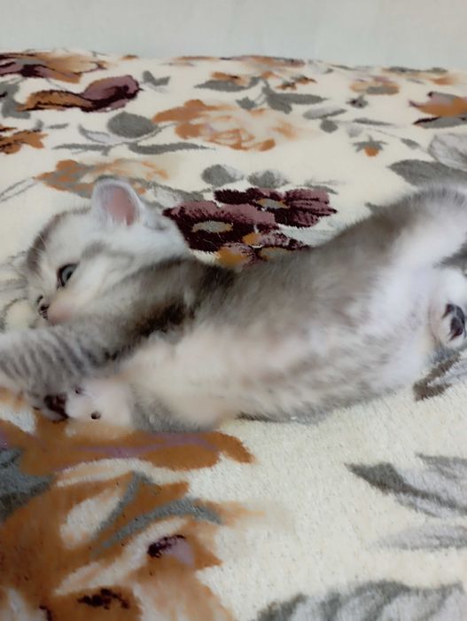 Шотландське кошеня