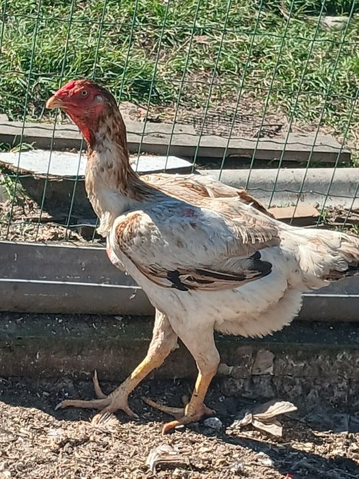 Ovos indios gigantes