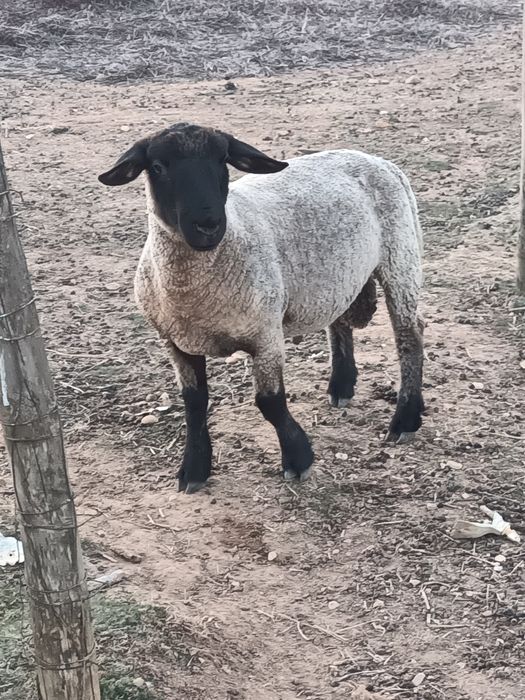 Borrego suffolk puro