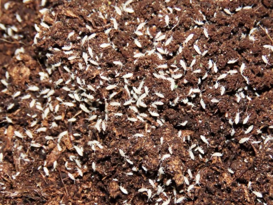 Skoczogonki - ekipa sprzątająca do terrarium / hodowli