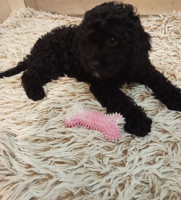 Szczeniak Cavapoo
