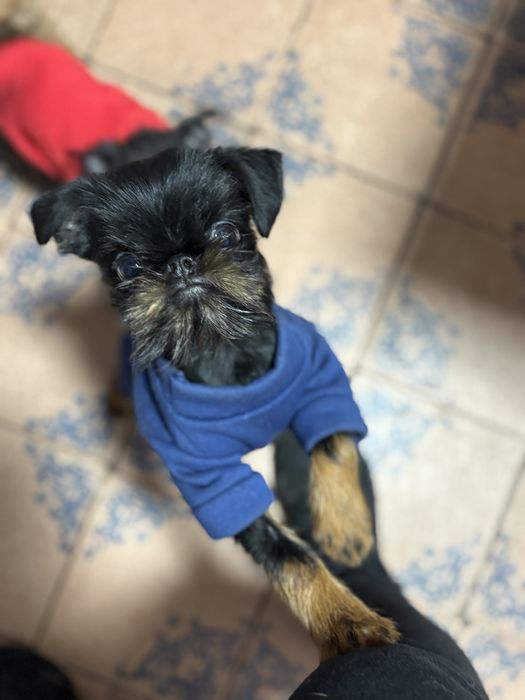 Хлопчик бельгійський грифон