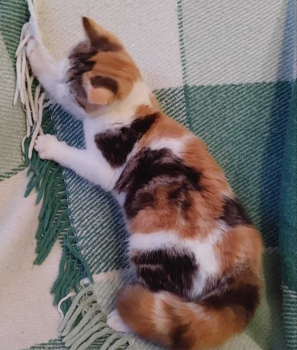 Marble calico Scottish straight дівчинка-киянка приємного характеру