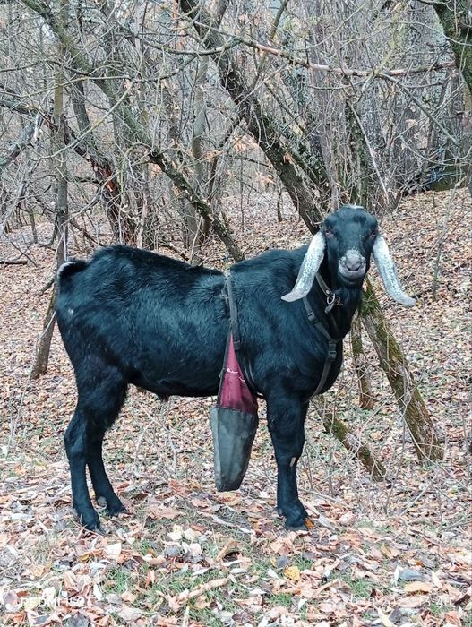 Нубийский козёл щет новый гарем!!!