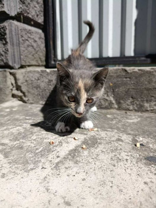 Віддам котика в добрі руки