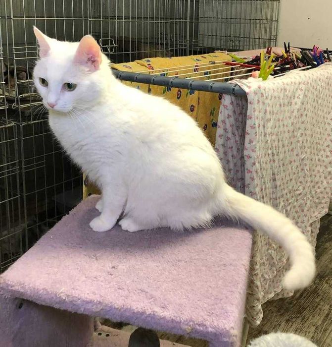 Прекрасная белоснежная кошечка глухая Дана-особенный ангел!
